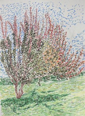 The peruke tree — Gouache · Paper — 40×30